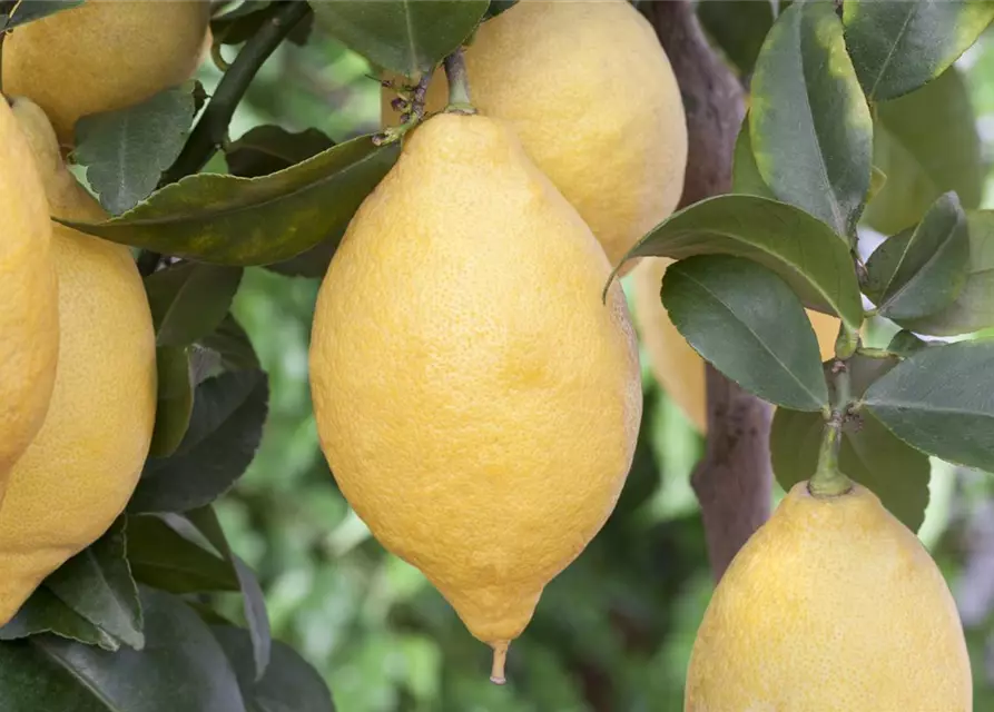 Zitrone Querspalier mit Früchten