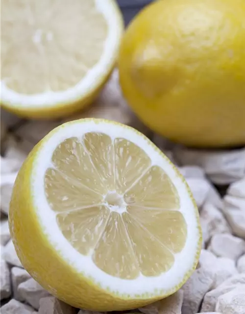 Zitrone Querspalier mit Früchten