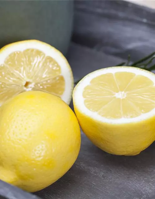 Zitrone Querspalier mit Früchten