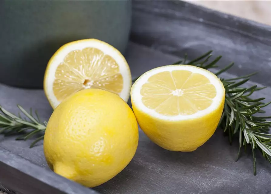 Zitrone Querspalier mit Früchten
