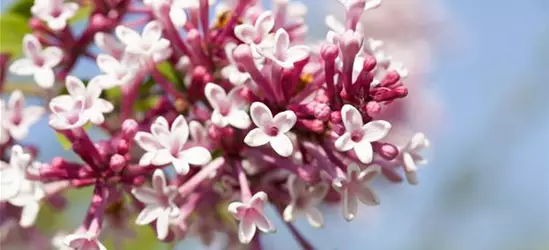 Syringa 'Redwine'