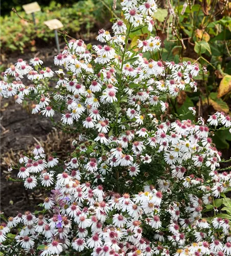 Waagerechte Garten-Aster 'Chloe'