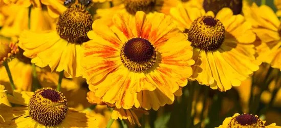 Sonnenbraut