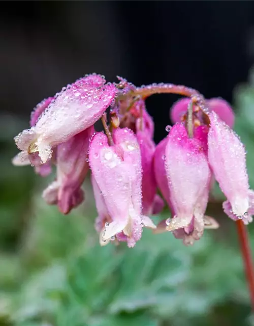 Zwergige Garten-Herzblume