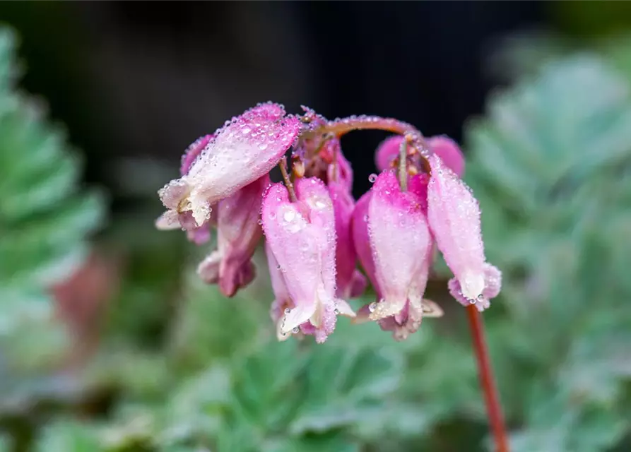 Zwergige Garten-Herzblume