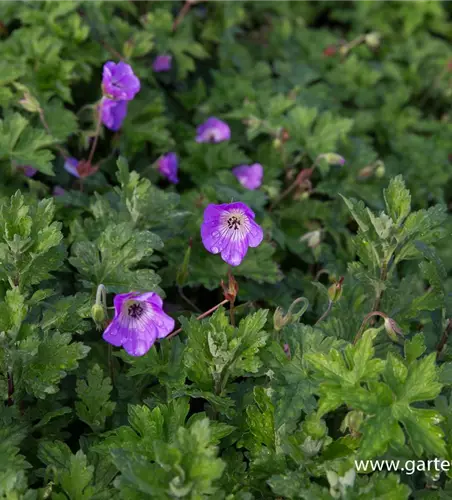 Wallichis Storchschnabel