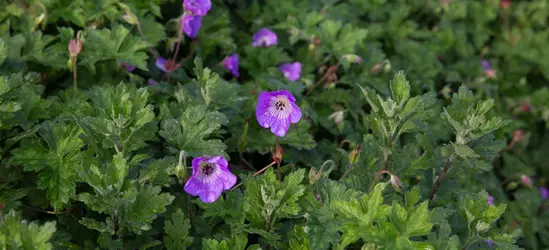 Wallichis Storchschnabel