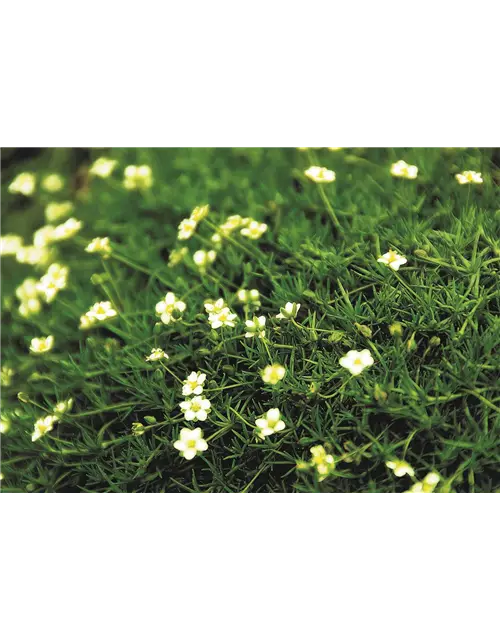 Sternmoos 'Irish Moss'