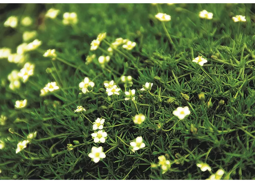 Sternmoos 'Irish Moss'