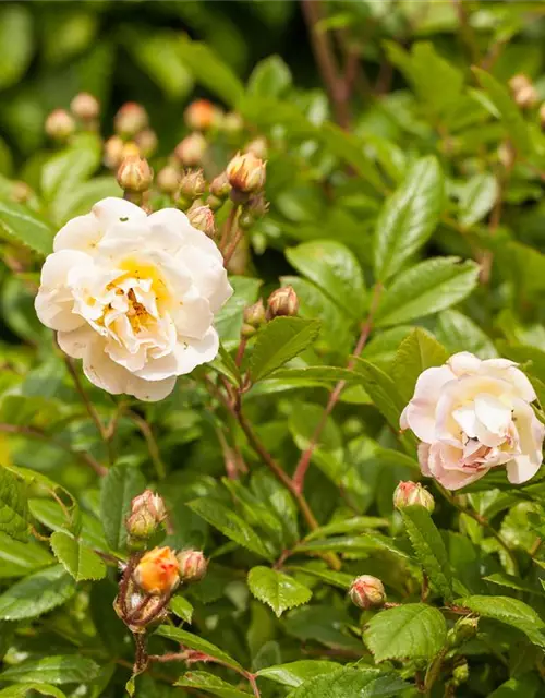 Strauchrose 'Ghislaine de Feligonde'