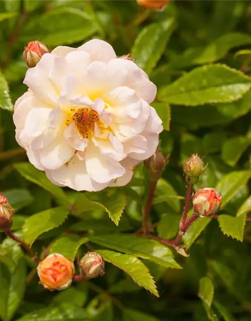 Strauchrose 'Ghislaine de Feligonde'