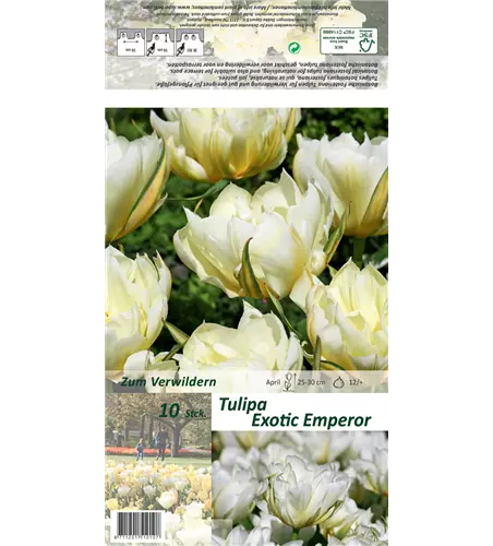 Tulpe 'Exotic Emperor'