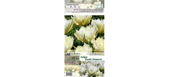 Tulpe 'Exotic Emperor'