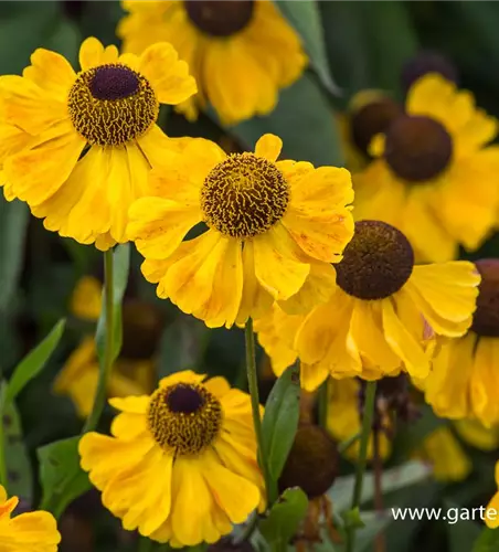 Sonnenbraut