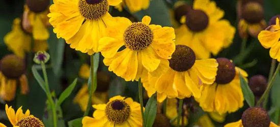 Sonnenbraut