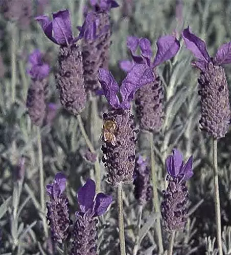 Schopf-Lavendel 'Javelin Compact Blue'