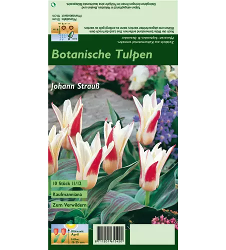 Tulpe 'Johann Strauss'