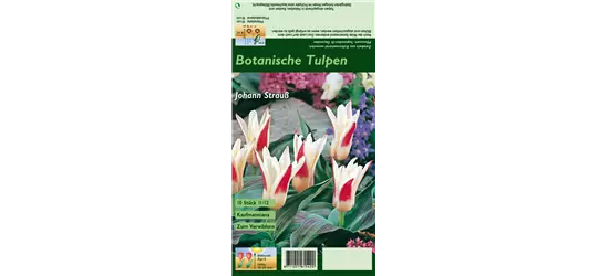 Tulpe 'Johann Strauss'