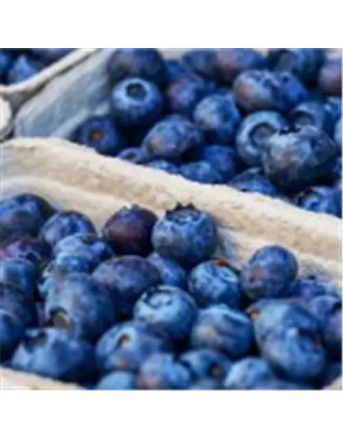 Heidelbeeren Schale