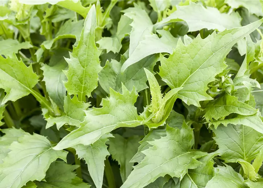 Verwachsenblättrige Becherpflanze