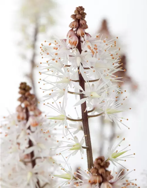 Zipfelblättrige Garten-Schaumblüte