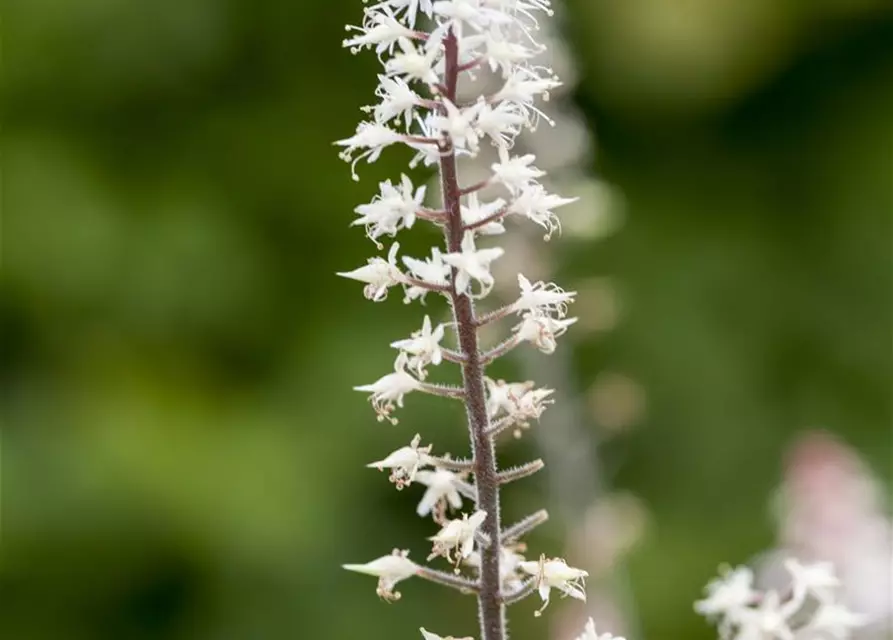 Zipfelblättrige Garten-Schaumblüte