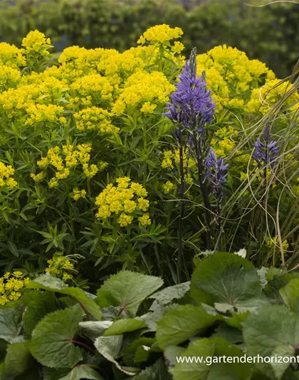 Sumpf-Wolfsmilch 'Walenburg´s Glorie' Sumpf-Wolfsmilch 'Walenburg´s Glorie'