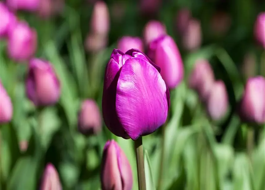 Tulpe 'Negrita'