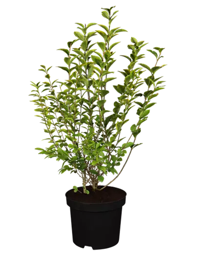 Ligustrum ovalifolium `Aureum` 