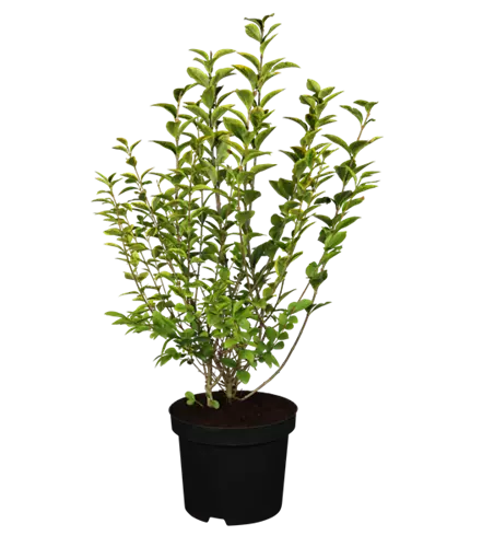 Ligustrum ovalifolium `Aureum` 