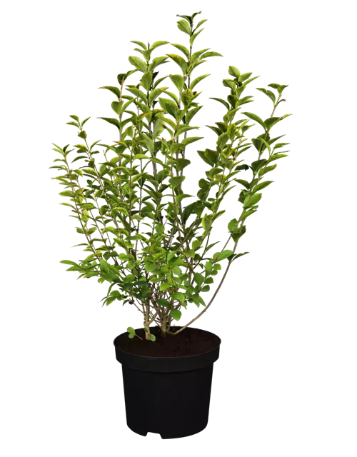 Ligustrum ovalifolium `Aureum` 