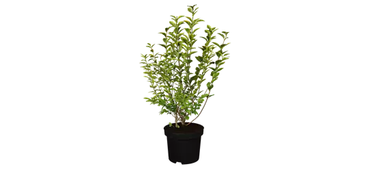 Ligustrum ovalifolium `Aureum` 