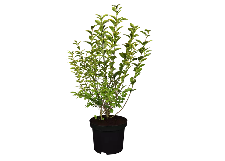 Ligustrum ovalifolium `Aureum` 