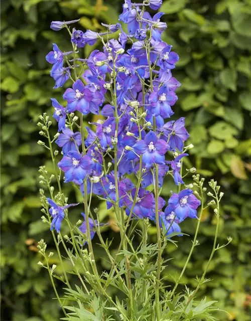 Verzweigter Garten-Rittersporn 'Piccolo'