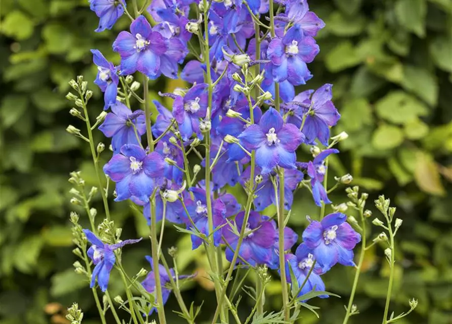 Verzweigter Garten-Rittersporn 'Piccolo'