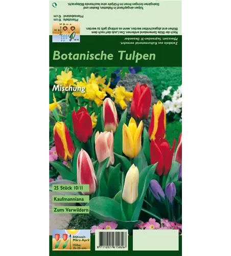 Seerosen-Tulpe
