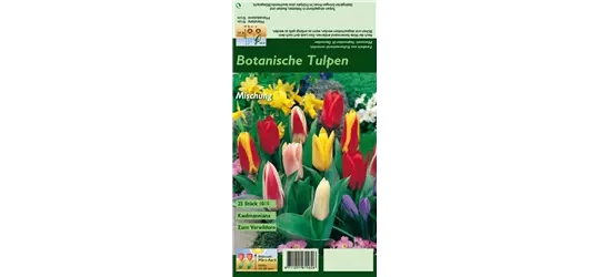 Seerosen-Tulpe