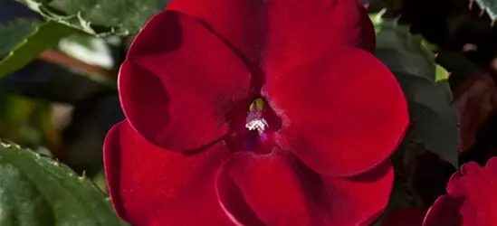 Sonnenlieschen 'SunPatiens® Compact Red'