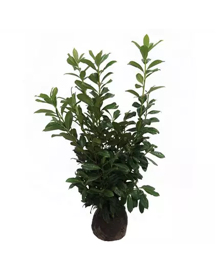 Prunus laurocerasus Etna Ballen