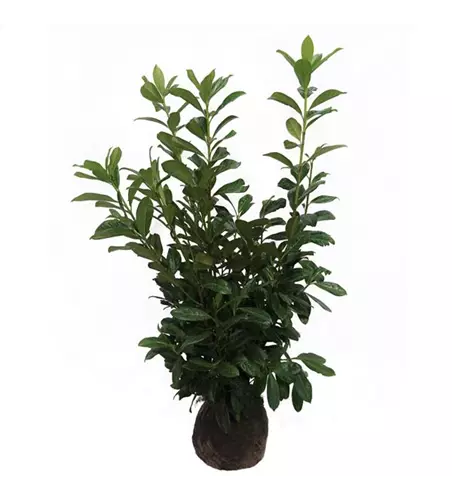 Prunus laurocerasus Etna Ballen