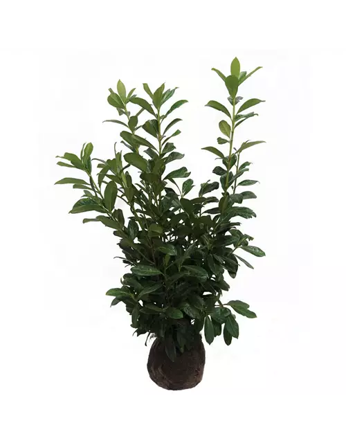 Prunus laurocerasus Etna Ballen