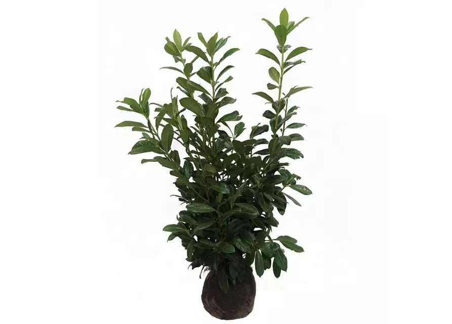 Prunus laurocerasus Etna Ballen