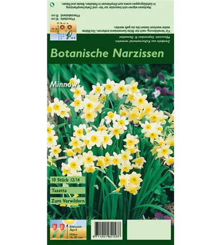 Tazetten-Narzisse 'Minnow'
