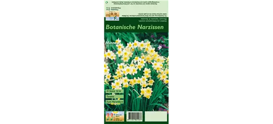 Tazetten-Narzisse 'Minnow'