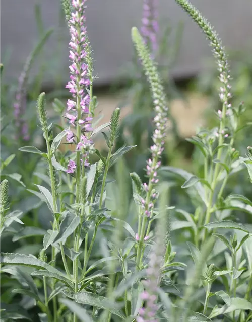 Veronica spicata 'Barcarolle'