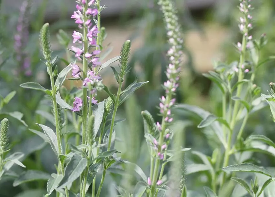 Veronica spicata 'Barcarolle'