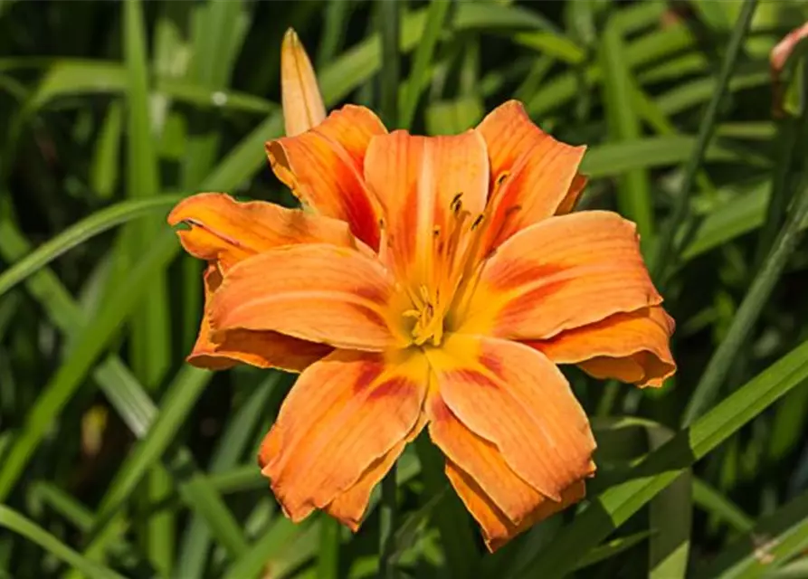 Taglilie