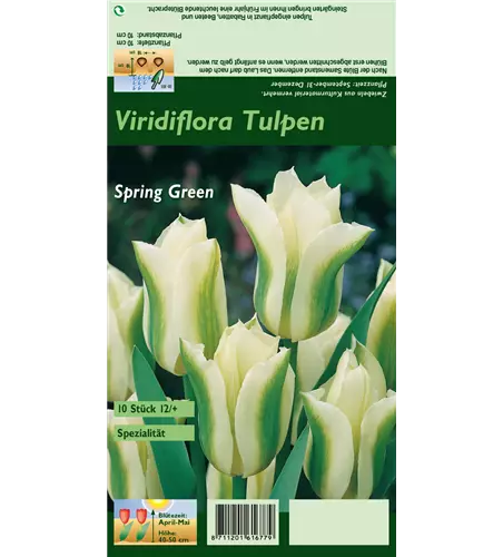 Tulpe 'Spring Green'