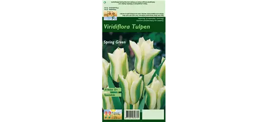 Tulpe 'Spring Green'