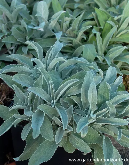 Veronica spicata ssp.inc.'Silbersee', gen.